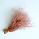 Mexican Feather Grass
