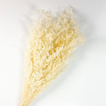 Misty (dried)