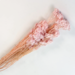 Rice Flower (dried)