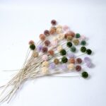 Scabiosa (dried)
