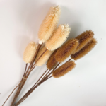 Teasels