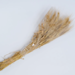 Wheat