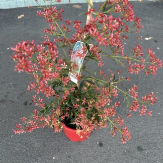 Christmas Bush plant