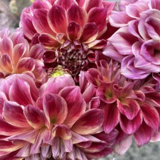 Dahlia - Rhubarb