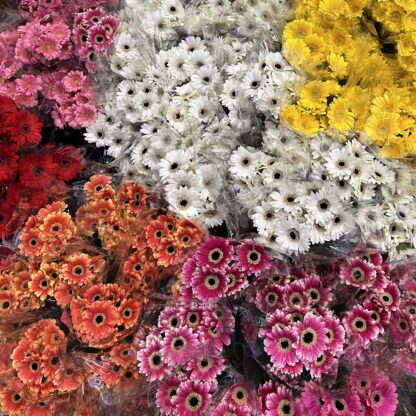 Gerbera mini