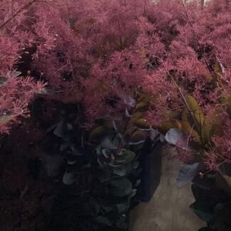 Smoke Bush foliage - flowering