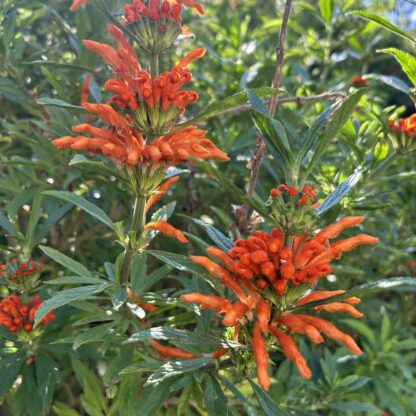 Lion's Tail