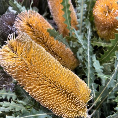 Banksia Ashbyi