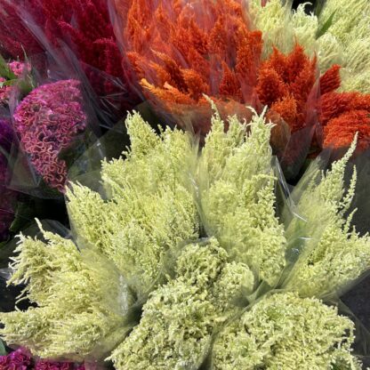 Celosia Pampas