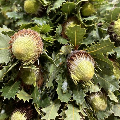 Dryandra