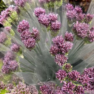 Allium Curly