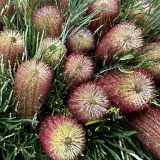 Banksia Occidentalis