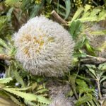Banksia Teddy Bear