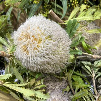 Banksia Teddy Bear