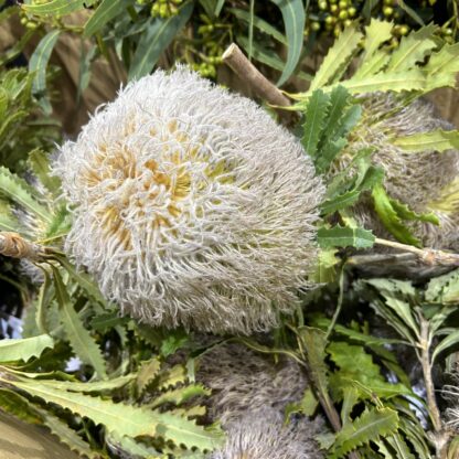 Banksia Teddy Bear