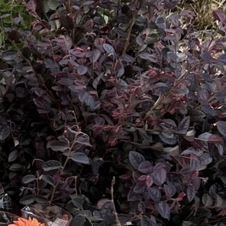 Berberis