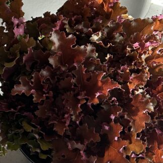 Heuchera