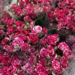 Roses - Spray