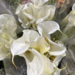 Arum Lily