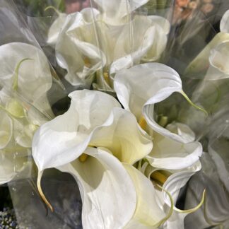 Arum Lily