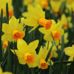 Jonquils