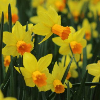 Jonquils