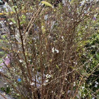 Spirea
