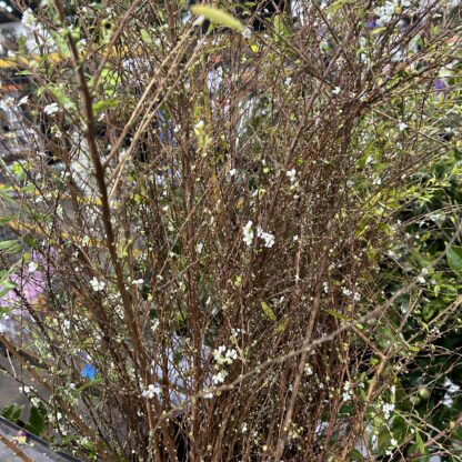 Spirea