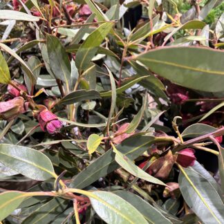 Tetra Red Pod