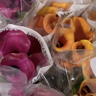 Calla Lily - Local