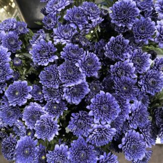 Chrysanthemums - BluOcean
