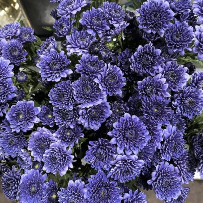 Chrysanthemums - BluOcean