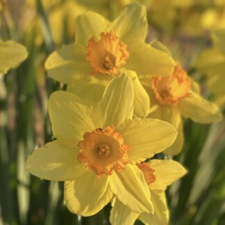 Daffodil