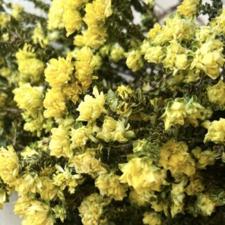 Yellow Bells