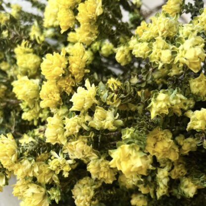 Yellow Bells