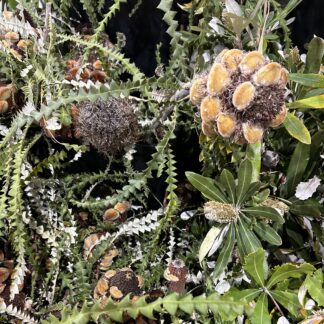 Banksia Cone