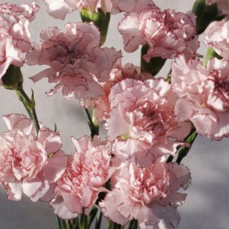 Carnations - Local
