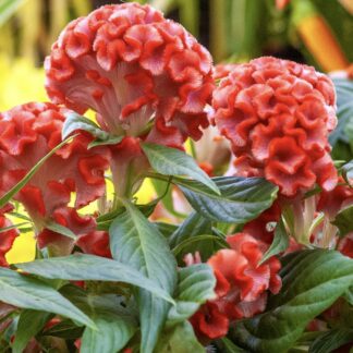 Celosia Bombay