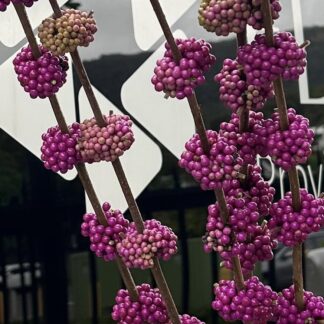 Callicarpa