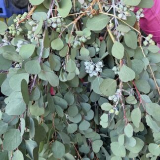 Eucalyptus Orbifolia