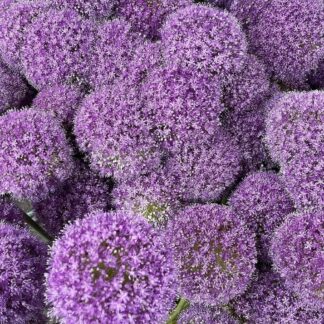 Allium