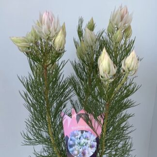 Blushing Bride plant