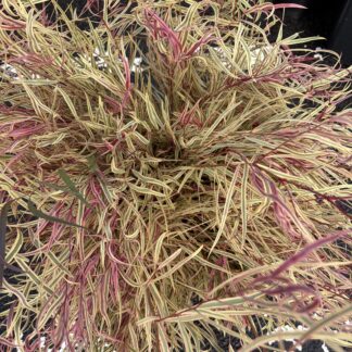 Flamingo foliage