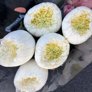 Chrysanthemums - Spider Disbud
