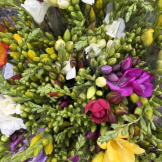 Freesia - local