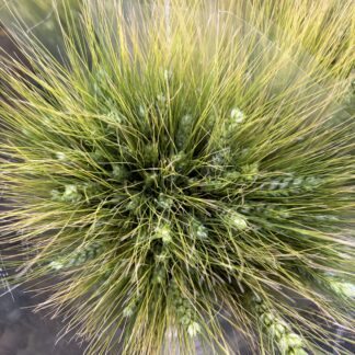 Wheat - fresh
