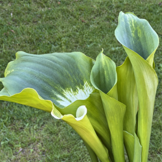 Arum Lily